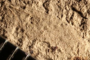 Media type: image;   Entomology PALE-10059